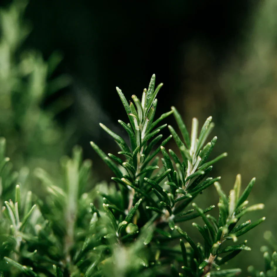 Tin Bay & Rosemary - Image 5