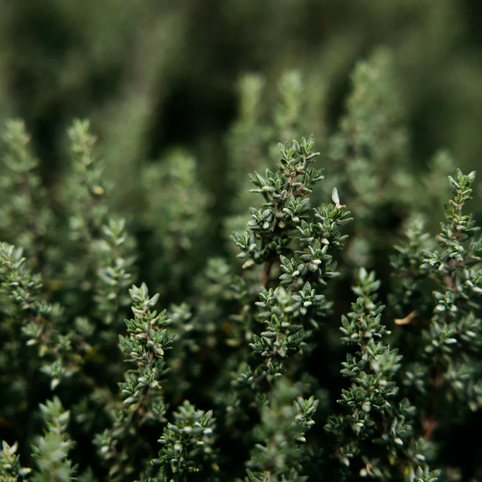 Victorian Herb Pot Small - Thyme & Mint - Image 5